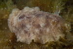 Archidoris pseudoargus