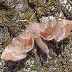 Poplar hawk (Laothoe populae) a very well camouflaged hawkmoth when on bark