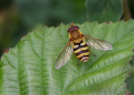 Hover Fly