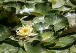 Monets Garden -4
