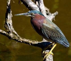 Birds 034
