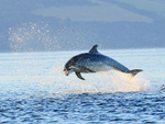 Jumping Bottlenose Dolphin with fish, Chanonry Point, Scotland