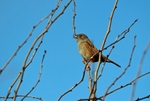 Dunnock