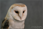 Barn Owl