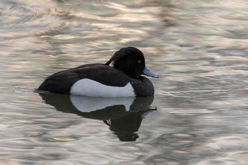 Attenborough Nature Reserve