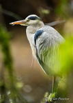 Standing Guard - Grey Heron