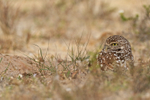 Cape Coral Burrowing Owl, Florida
