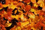 Autumn Leaves