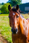 Horse-9030