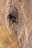 Desert Elephant