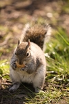Squirrel 16