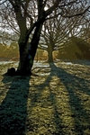Early Morning Trees