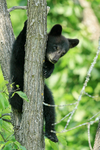 Black Bear cub up tree, Minnesota, USA