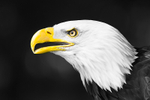 Raptors portfolio