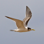 Greater Crested (Swift) Tern in flight