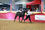 SBM_18594