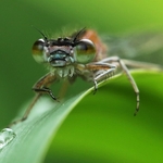 Common Blue Damselfly