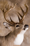 Canadian Wt-Daniel Hernandez