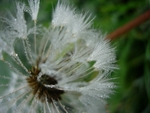 October Frost