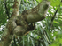 Brown-throated Three-Toed Sloth, Pipeline Road, Panama