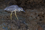 Yellow-crowned Night H...