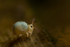 Sminthurides aquaticus