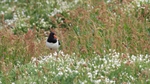 Fife_Oyster Catcher 0007