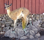 DUNN-KLIPSPRINGER