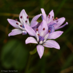 Spring Squill (01)