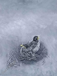 Birds portfolio