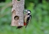 Great Spotted Woodpecker