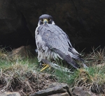 Adult Peregrine