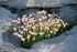 Bunch of Flowers