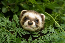 Polecat