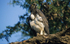 Martial eagle