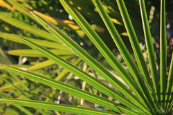 Green Fan