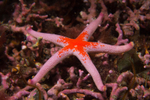 Henricia oculata