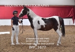 BPP_1677