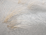 SAND & MARAM GRASS - LONG POINT BEACH