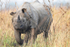 A gentle rhinoceros