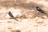 20150611-8E0A9438