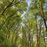 Woodland Walk