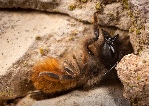 A female roosting in a niche in an old stone wall. Note "horns" used during nest building. Warwickshire, May 2012.