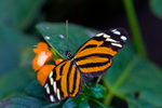 Tiger Longwing  Butterfly - 4136