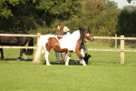 SBM_60805