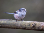 Long-Tailed Tit