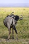 _M7B0017 Amboseli