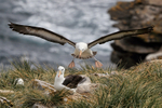 Black-browed Albatross landing, West Point Island, Falklands
