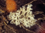 Salmacina dysteri or Filograna implexa