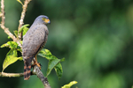 Roadside Hawk perched, late afternoon, Costa Rica